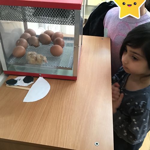 Week 3 - 12.03.25 - Chicks